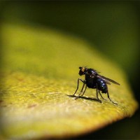 /album/juicedetoxsydney/photolia-a07-jpg/